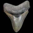 Fossil Megalodon Tooth - Georgia #75796-1